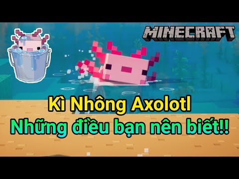 Những Điều Bạn Nên Biết Về Kì Nhông Axolotl Trong Minecraft