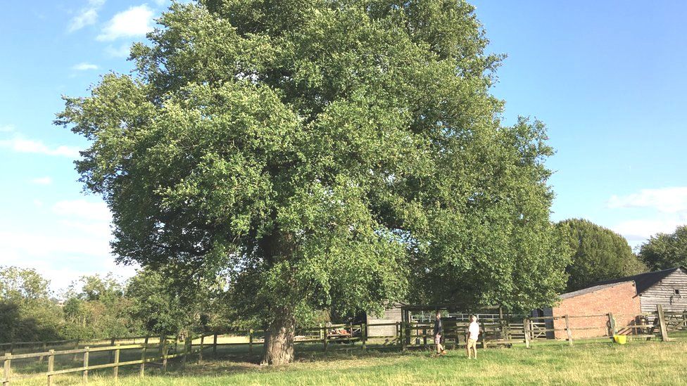 Forgotten' Elm Tree Set To Make A Comeback - Bbc News