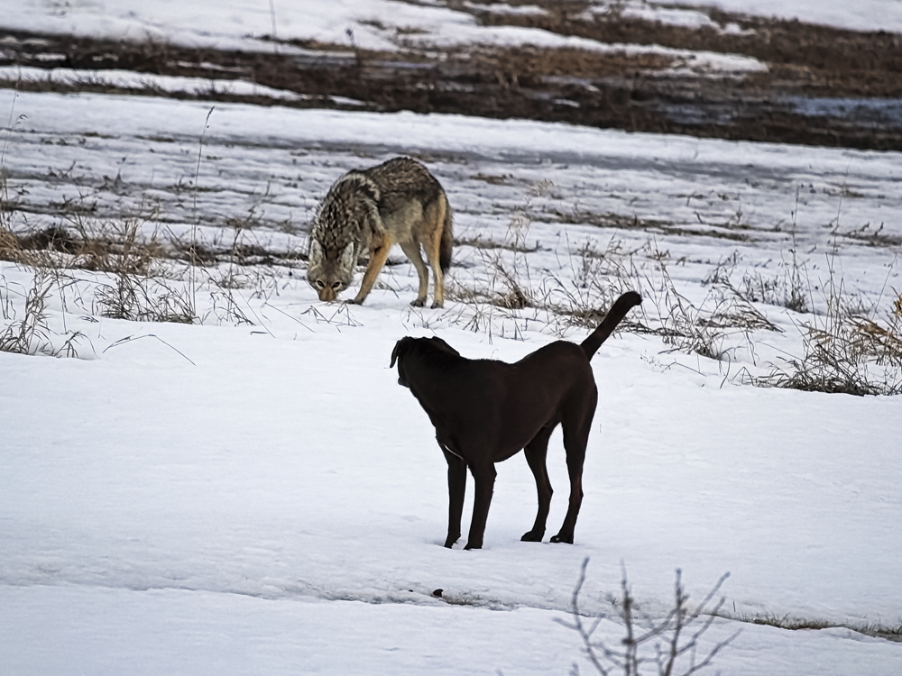 Dog And Coyote Interactions · The Wildest