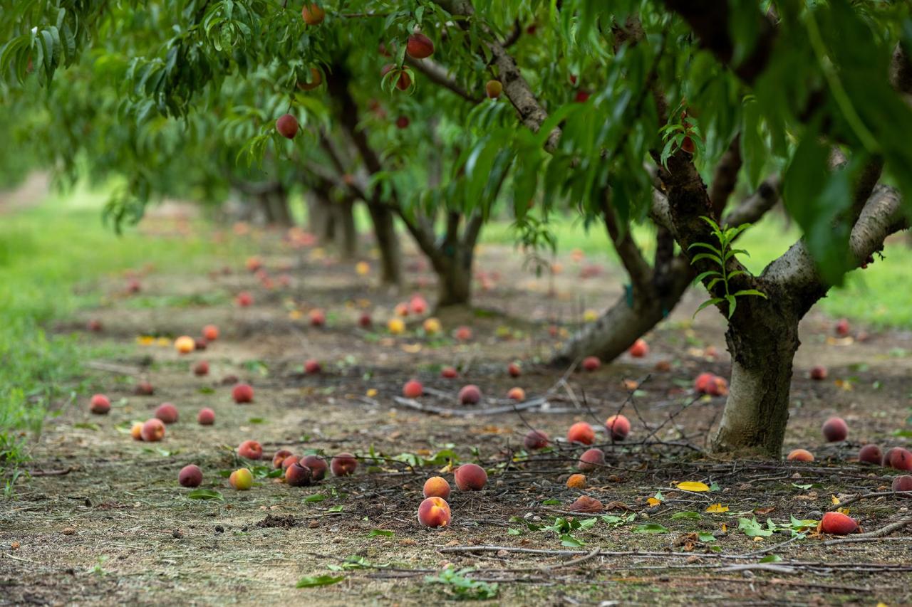 Due To Climate Woes, Georgia Has To Pivot Away From Peaches | Cnn Business