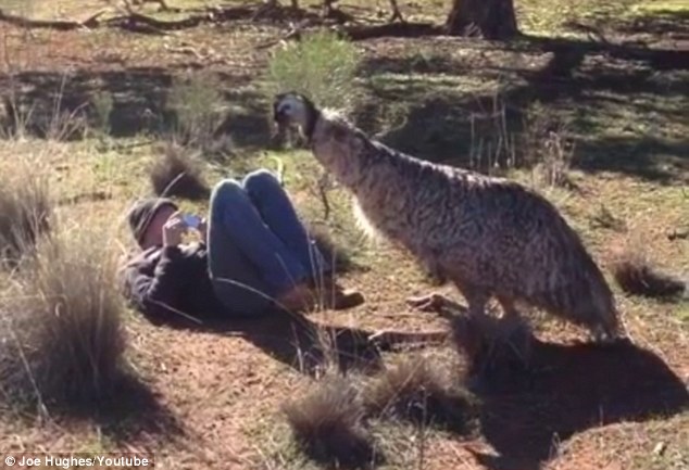The Moment An Emu Tried To Mate With A Us Backpacker In The Australian  Outback | Daily Mail Online