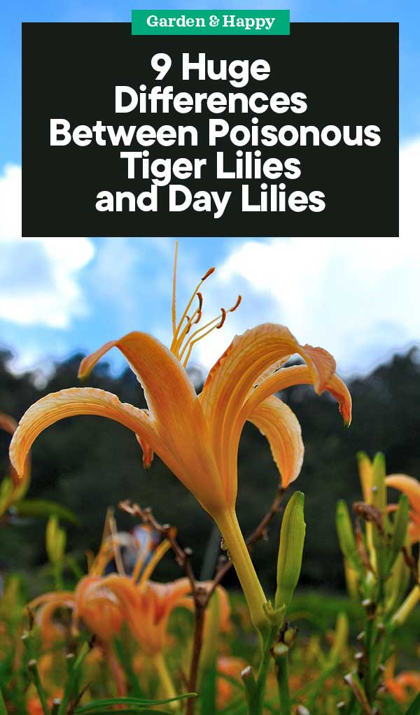 9 Huge Differences Between Poisonous Tiger Lilies And Day Lilies - Garden  And Happy