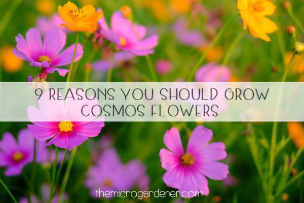 9 Reasons You Should Grow Cosmos Flowers - The Micro Gardener