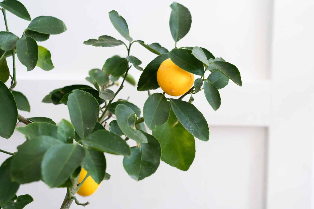How To Grow And Care For A Meyer Lemon Tree (2023 Guide)