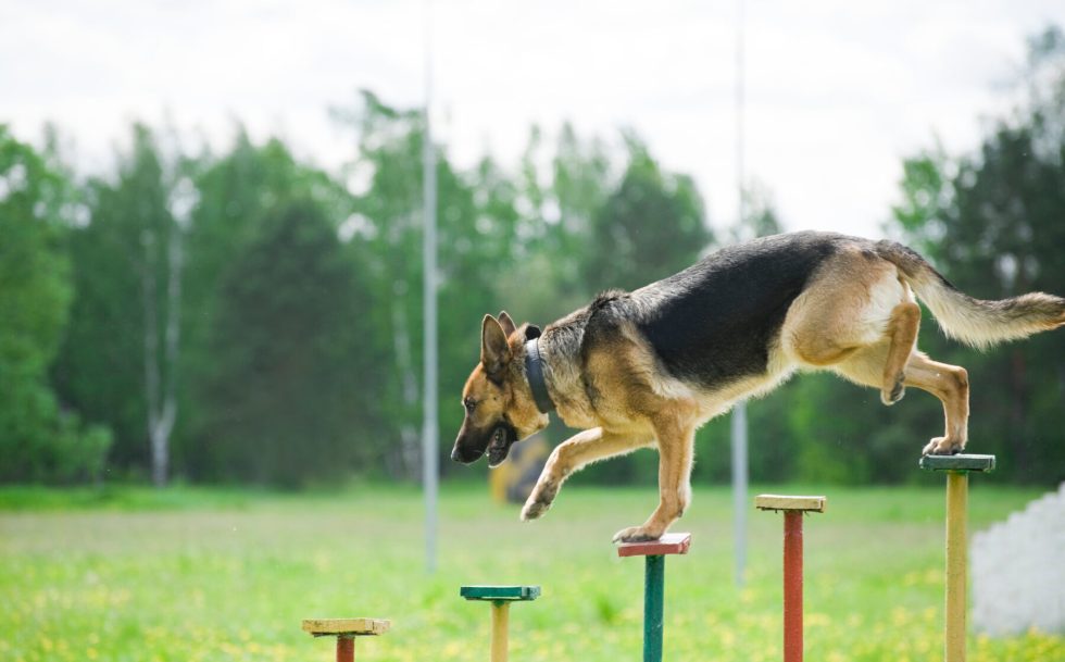 Agility Training For German Shepherds - German Shepherd Dog Hq