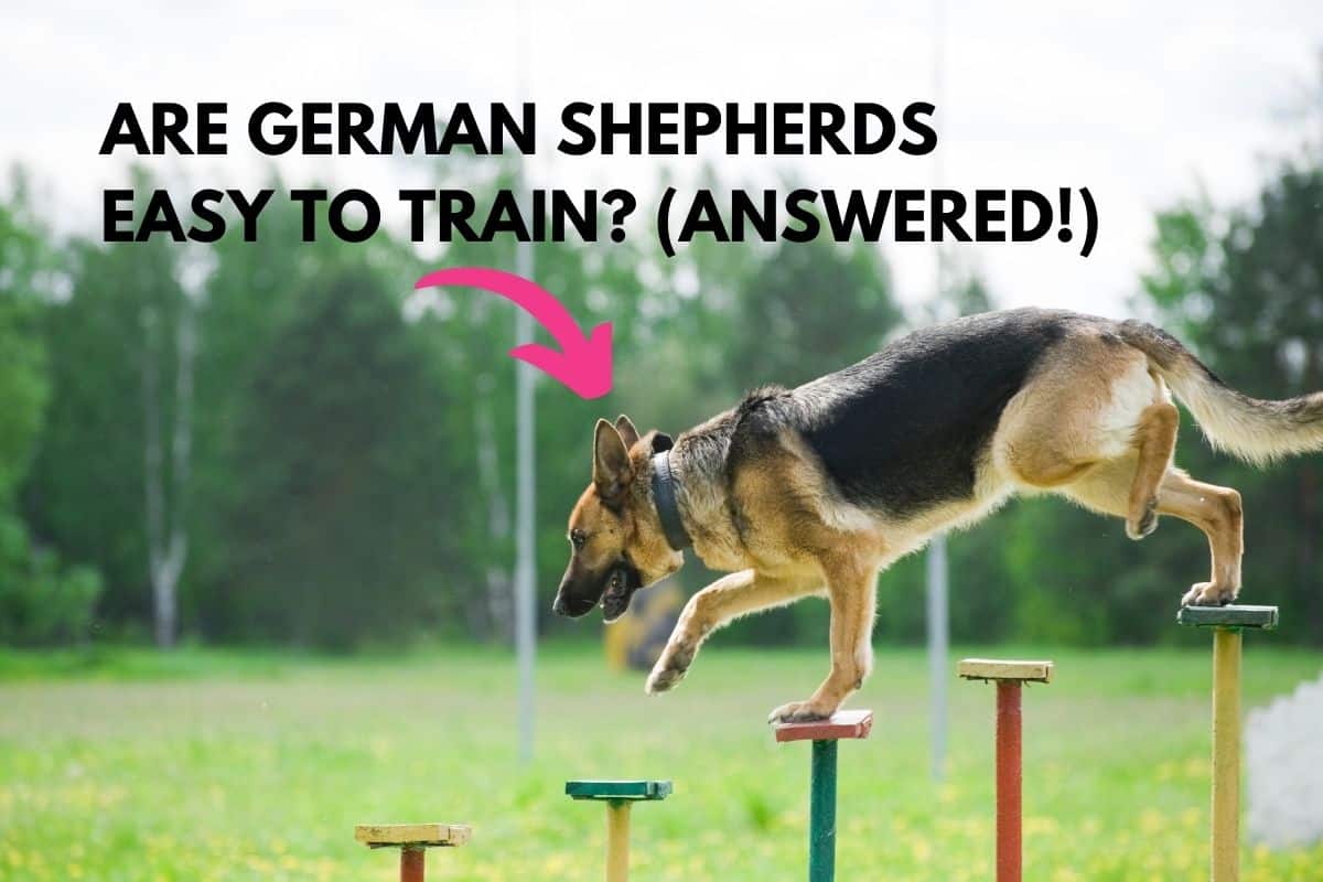Are German Shepherds Easy To Train? (Answered!) - Embora Pets