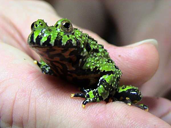 Frog Reproduction Made Simple - Breeding Fire-Bellied Toads