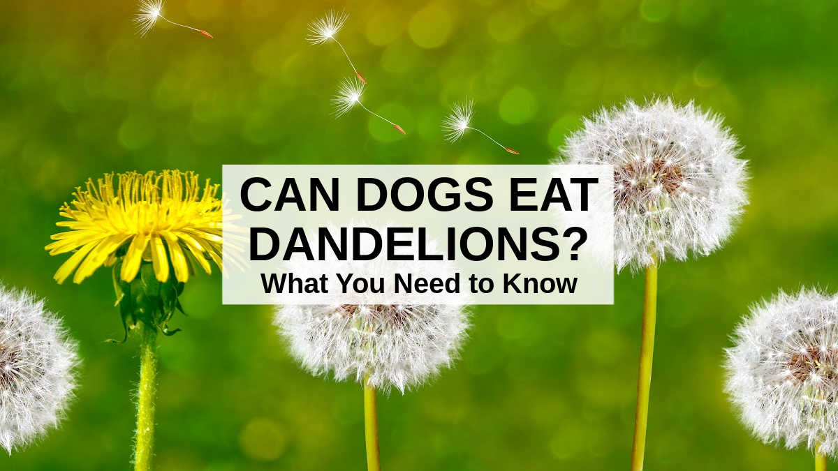 Can Dogs Eat Dandelions? What To Know About Dogs And Dandelions