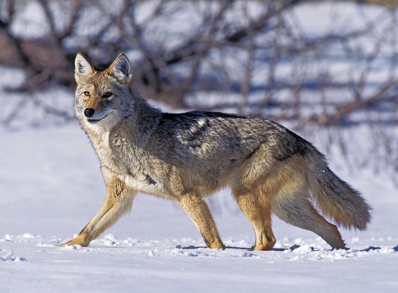 Coyote | Size, Habitat, Howling, & Facts | Britannica