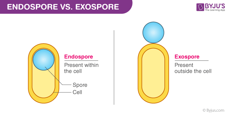 Difference Between Endospore And Exospore - Endospore Vs Exospore