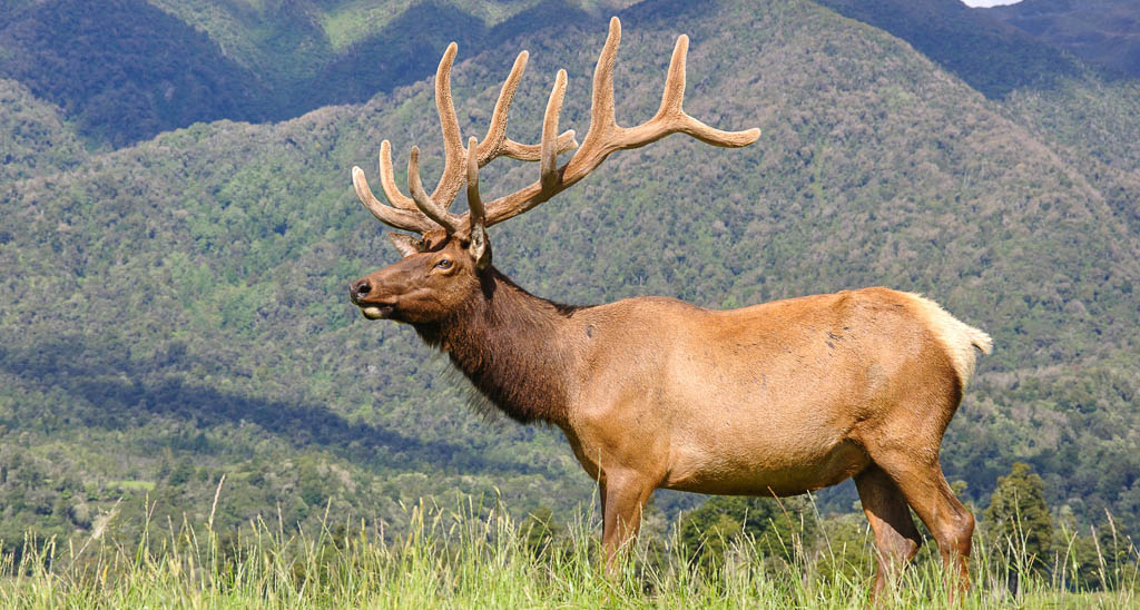 Elk Hunting In Texas | Wes Hdd