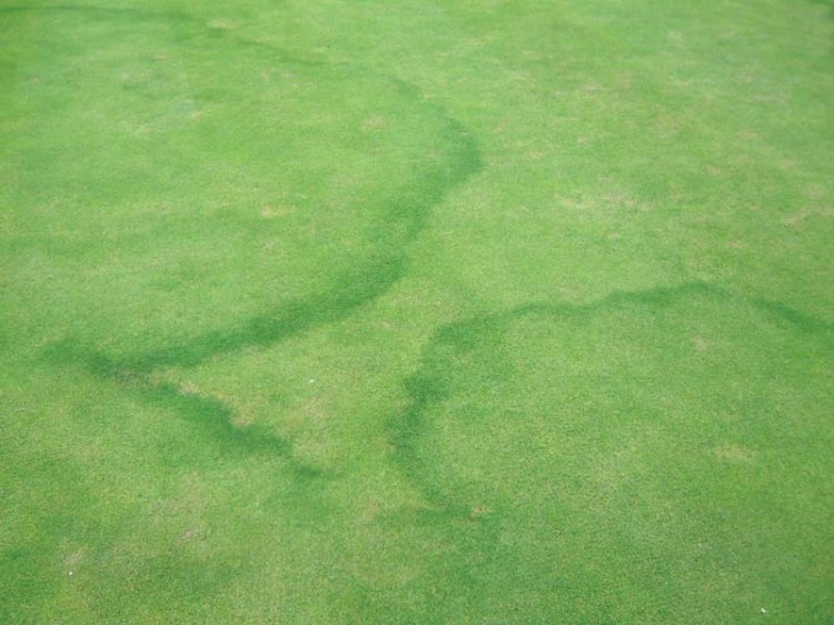 Fairy Rings – Fact And Fable | Pitchcare