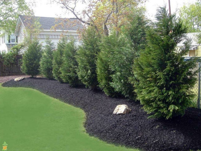 The Best Fast-Growing Evergreen Trees, Solved! - Bob Vila