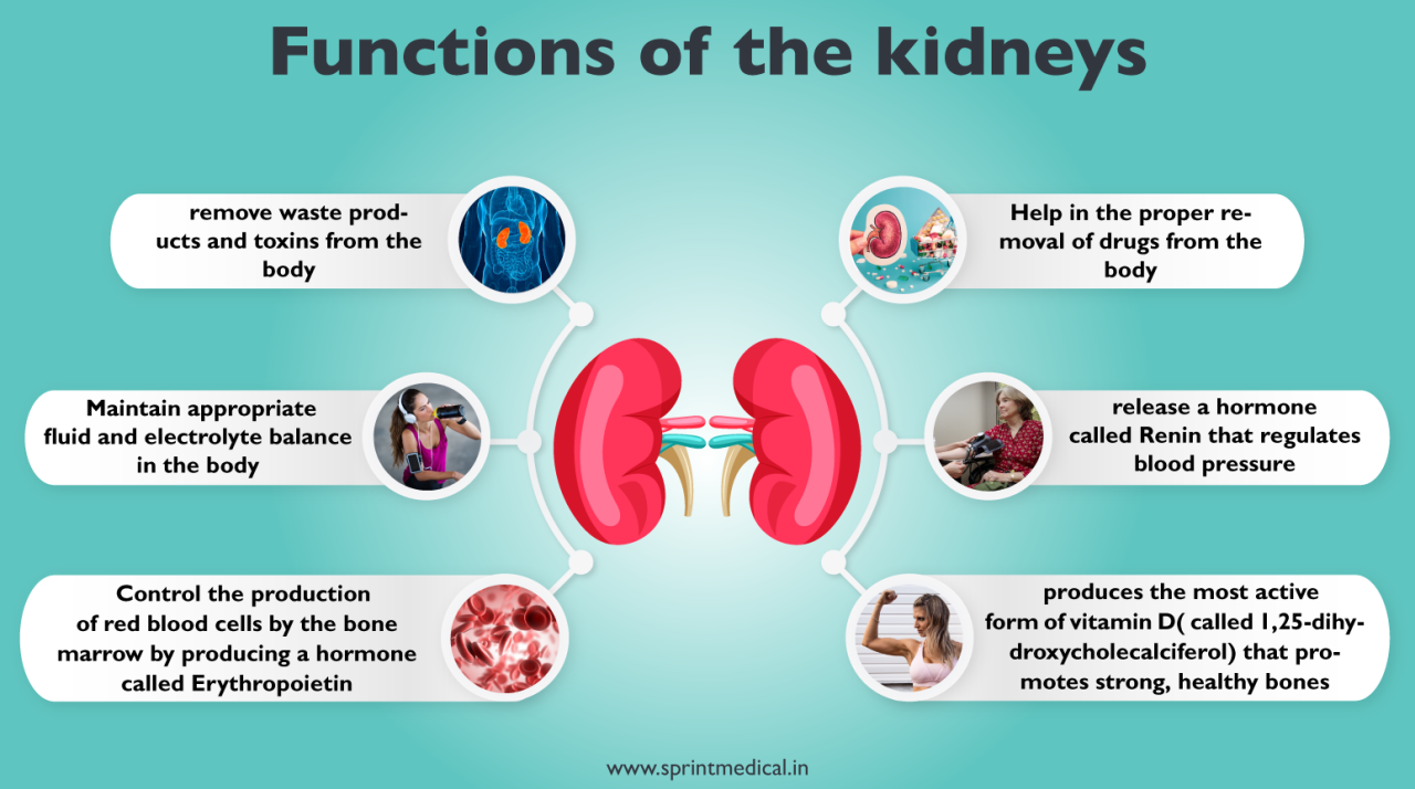 Kidney Health And Basic Diseases - Causes And Treatment | Sprint Medical