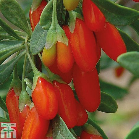 Goji Berry 'Synthia' Plants | Thompson & Morgan