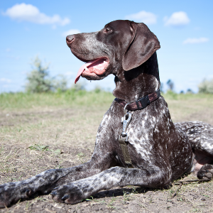 German Shorthaired Pointer Facts - Wisdom Panel™ Dog Breeds