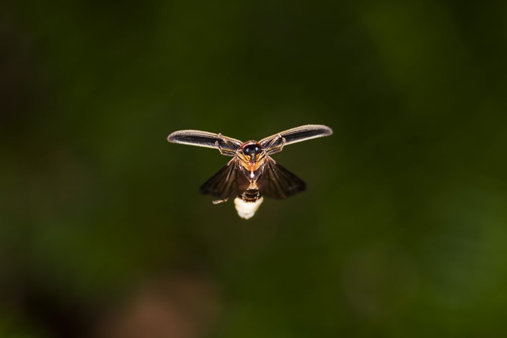 Where To Find Firefly Insects • Eathpedia • Earth.Com