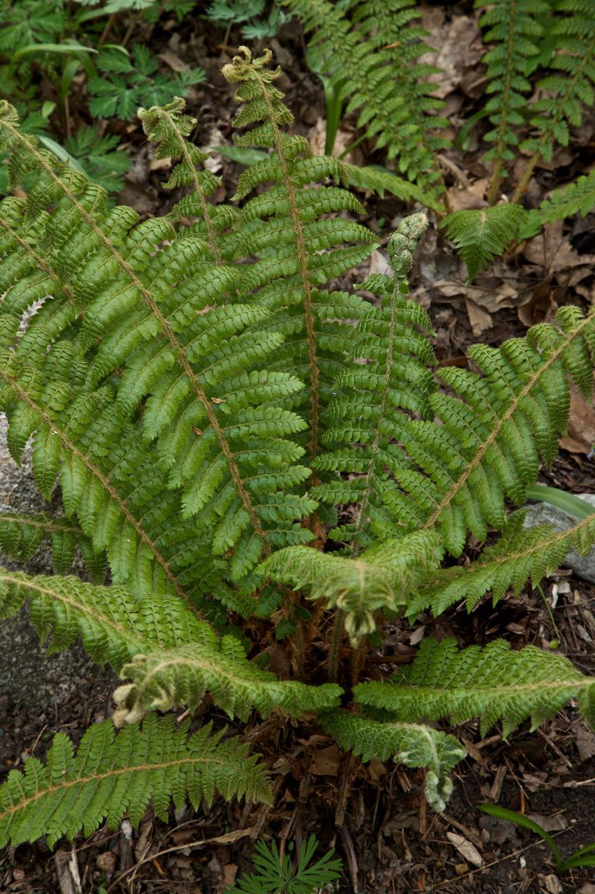 9 Low-Maintenance Ferns To Liven Up Your Shade Garden