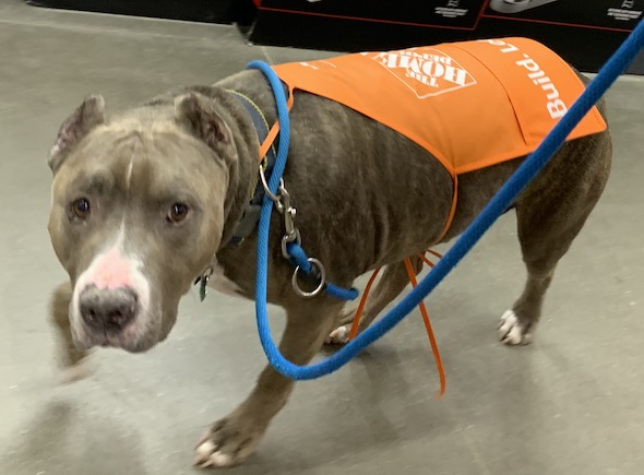 Andrew: My Dog Loves Home Depot