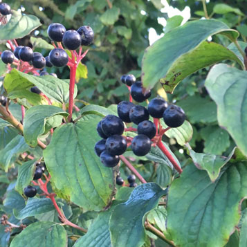 Which Hedgerow Berries Are Safe For My Dog To Eat?
