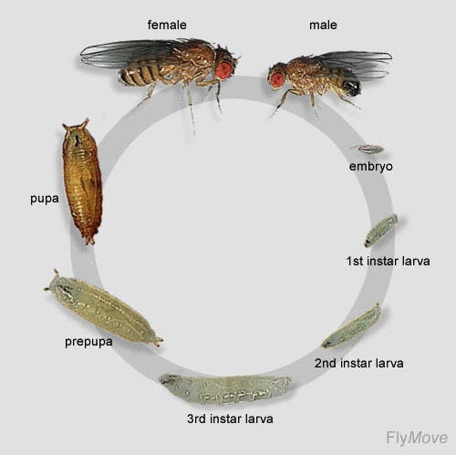 An Introduction To Fruit Flies | The Berg Lab