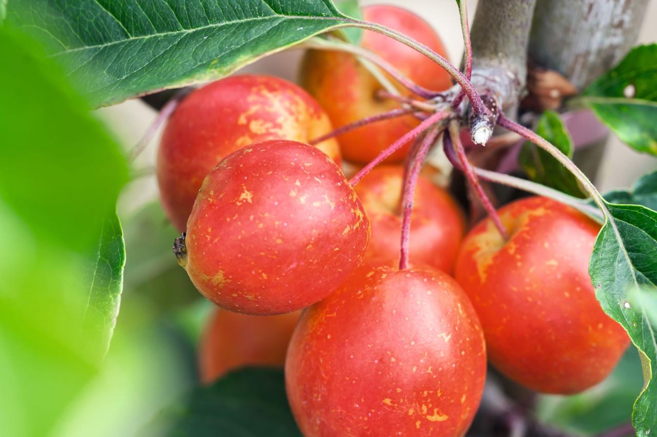 The Best Crab Apple Trees For Colour And Form - Gardens Illustrated