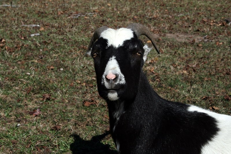 5 Reasons Not To Get Goats | The Prairie Homestead