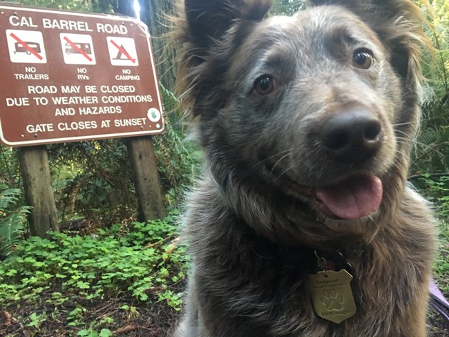 Pets. Please Follow The Rules Of Bark! - Redwood National And State Parks  (U.S. National Park Service)