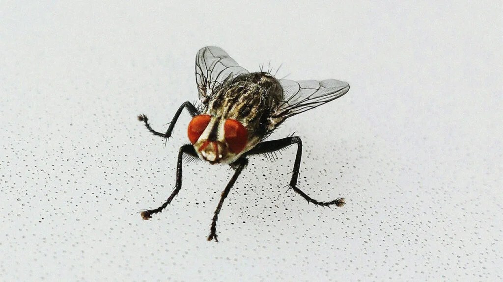 How To Get Rid Of House Flies: 4 Ways