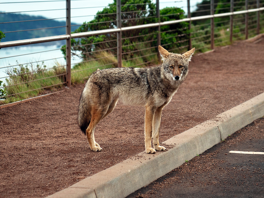 What To Do If You See Coyotes While Walking Your Dog · The Wildest