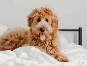 Are Goldendoodles Protective Dogs? (2023) - We Love Doodles