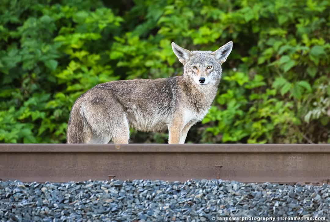 5 Things That Coyotes Are Afraid Of (And How To Use Them) - Pest Pointers