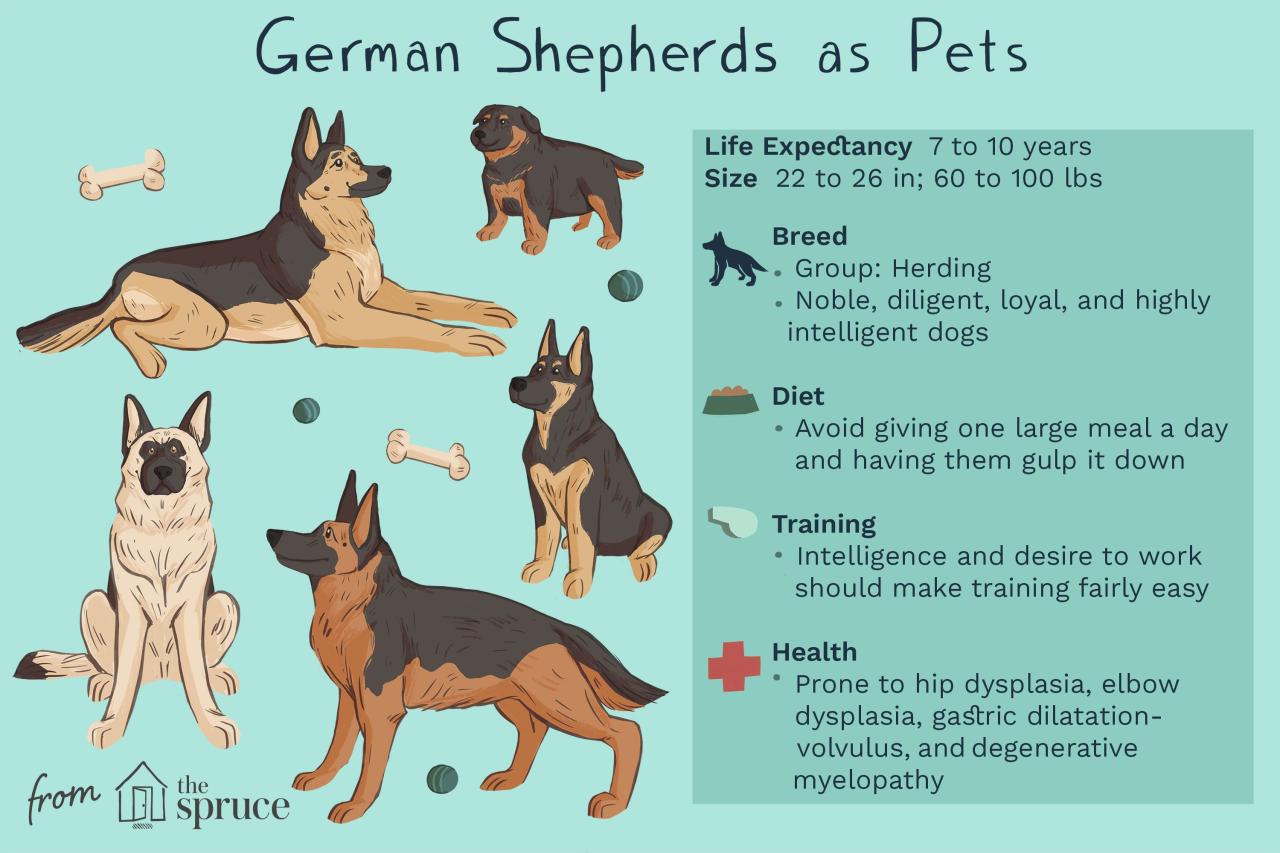 German Shepherd: Dog Breed Characteristics & Care