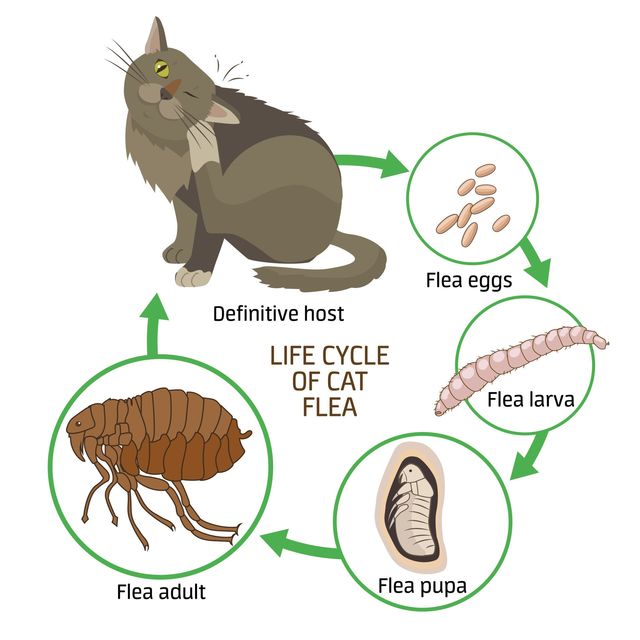 What Attracts Fleas To Humans And Pets? | Ecoguard