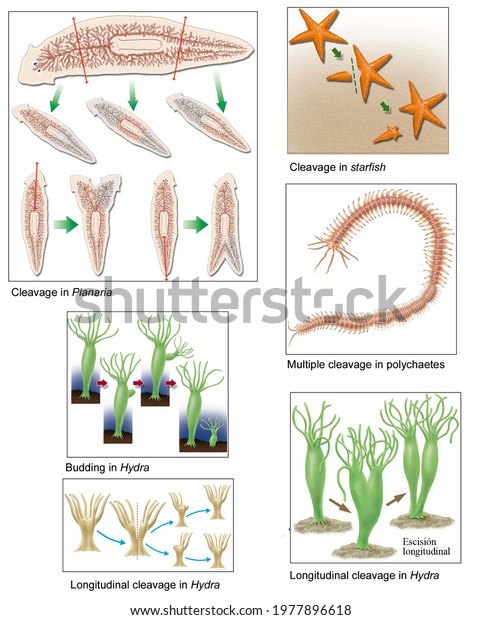 Cell Biology Asexual Reproduction Uni Multicellular Stock Illustration  1977896618 | Shutterstock