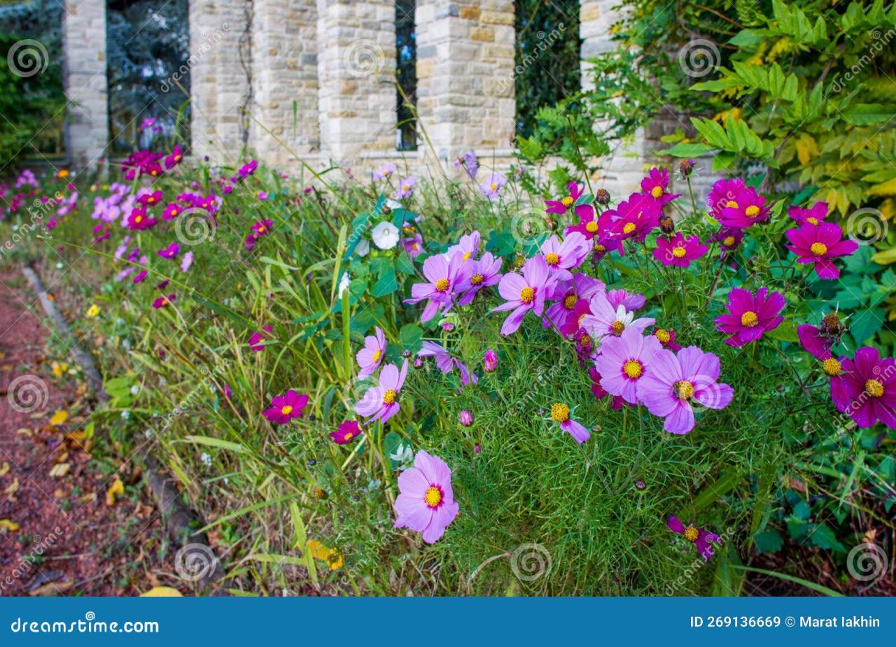 Cosmos Bipinnatus, Commonly Called The Garden Cosmos Or Mexican Aster,  Native To The Americas Innordpark Of Dusseldorf Stock Image - Image Of  Dusseldorf, Native: 269136669