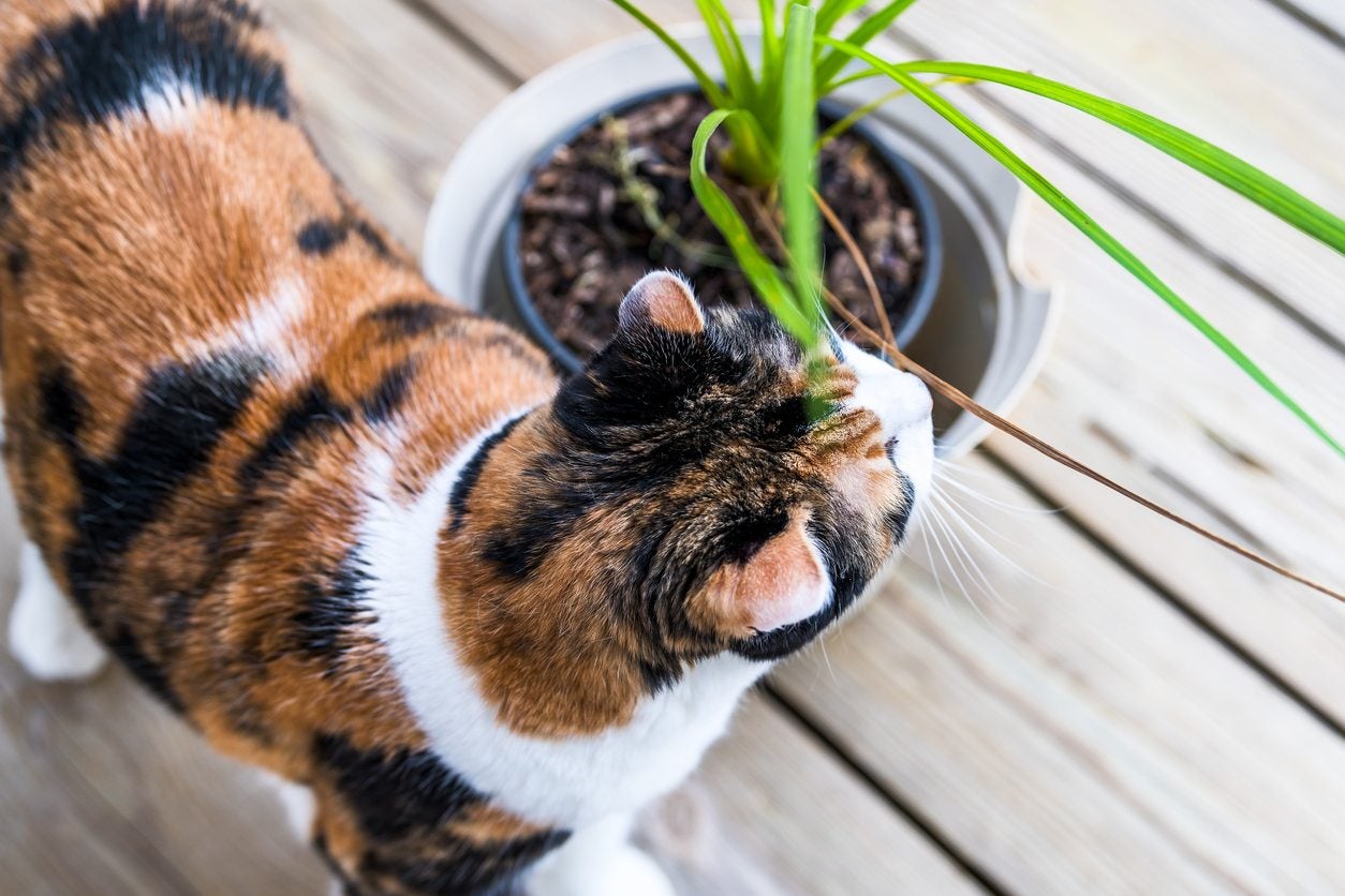 Is Your Cat Or Dog Eating Dracaena - Learn About Dracaena Pet Poisoning
