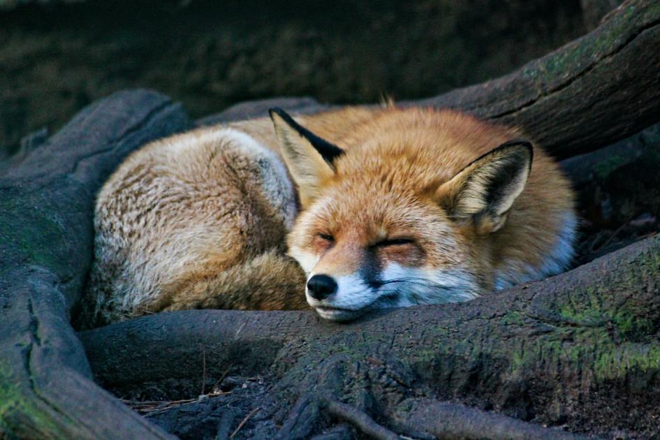 Are Foxes 🐾 Cats Or Dogs? – Basepaws