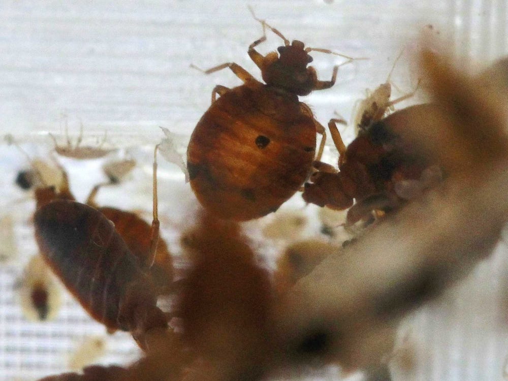 How To Tell Fleas Vs Bed Bugs