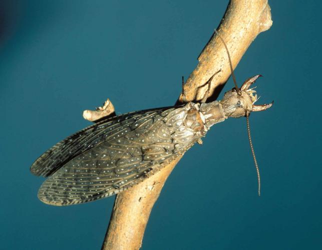 Eastern Dobsonfly | Missouri Department Of Conservation