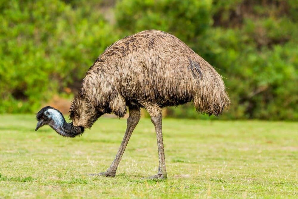 What Do Emus Eat? 15 Foods In Their Diet - Az Animals