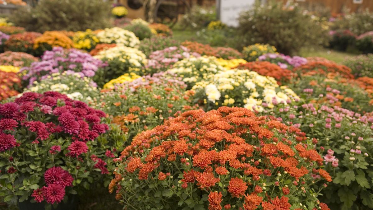 40 Best Fall Flowers To Plant For A Vibrant Autumn Garden