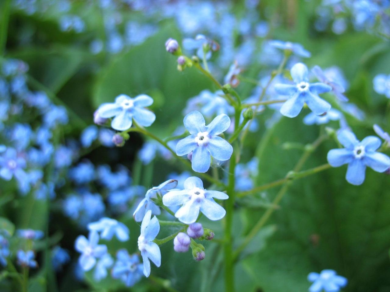 Forget-Me-Not Weeds - Tips On Controlling Forget-Me-Not Plants
