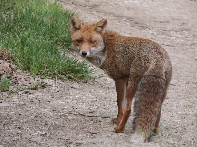 Are Foxes Dangerous? | Foxes Repellent Guide