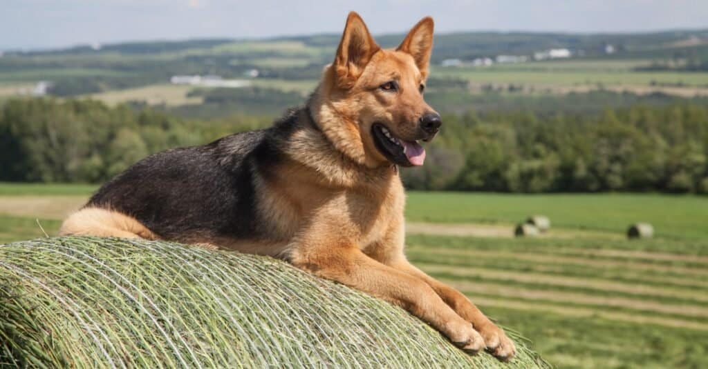 What Were German Shepherds Originally Bred For? Jobs, History, And Roles -  Az Animals