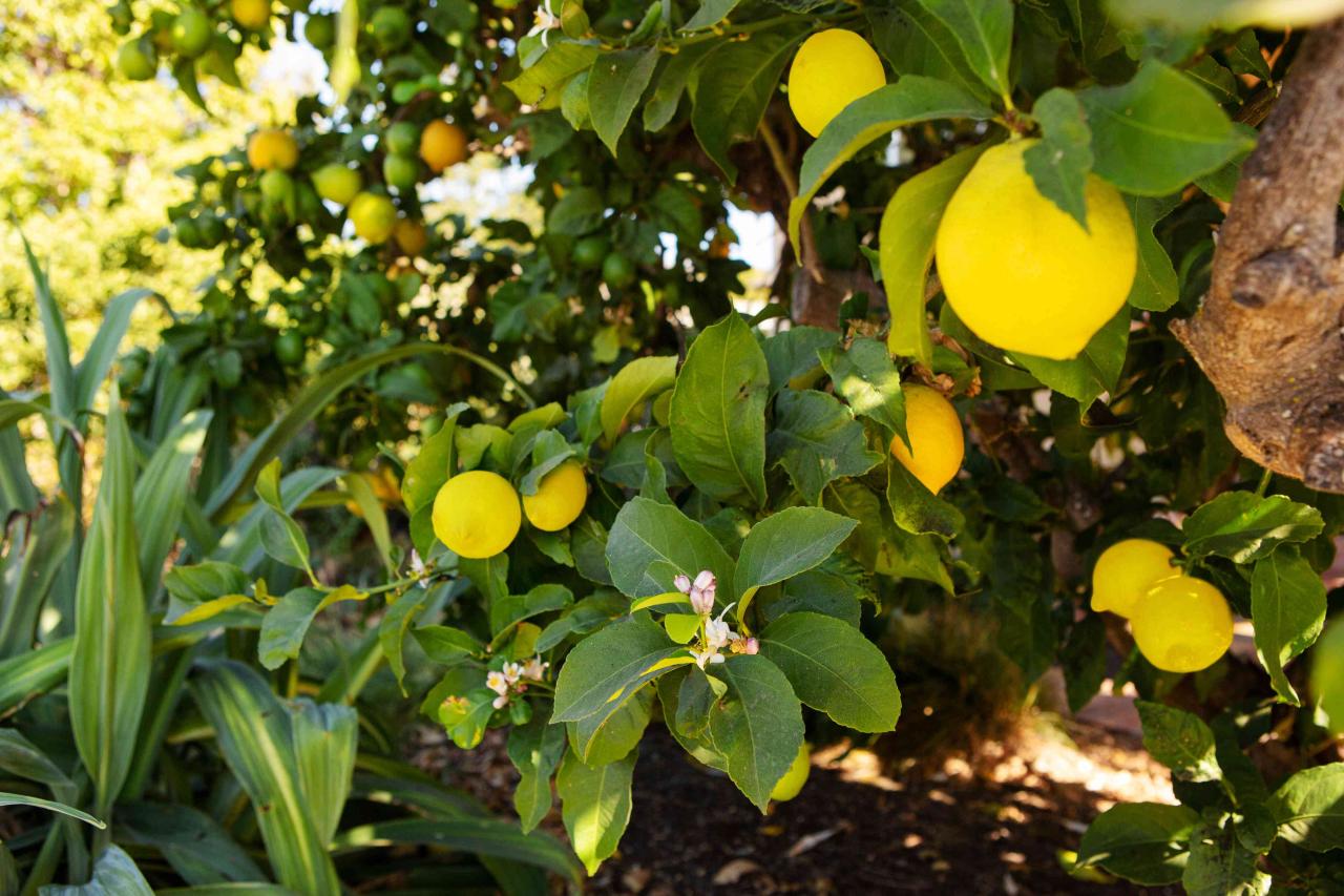 Meyer Lemon Tree: Planting, Care, And Growing Guide