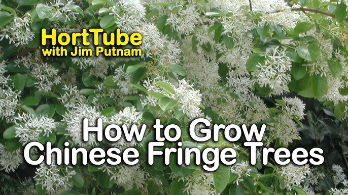 Get It Growing: Chinese Fringe Tree - Youtube