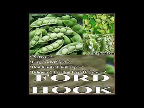 Fordhook 242 Bush Lima Bean Seeds,  SEEDS on  www.MySeeds.Co