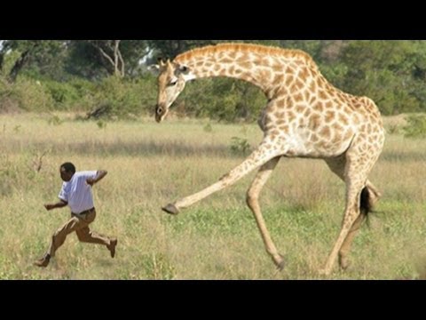 When Giraffes Attack - Youtube