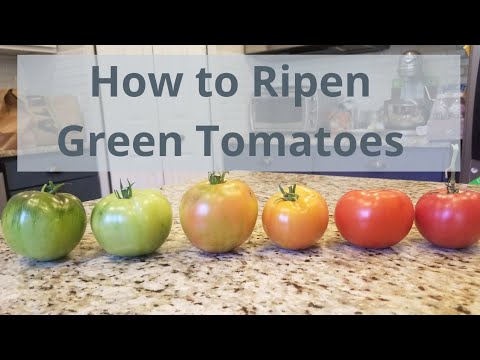 How to Ripen Green Tomatoes Indoors